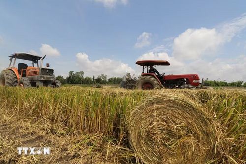 Rơm được cuộn gọn trên cánh đồng. (Ảnh: Hồng Thái/TTXVN)