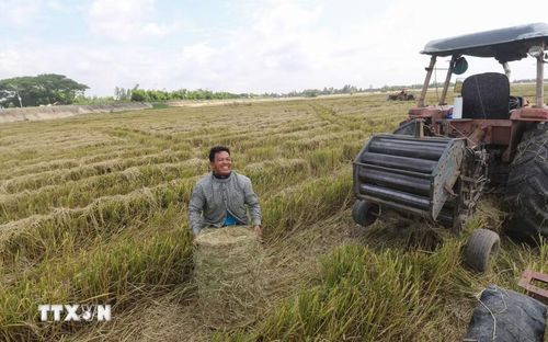 Rơm sau khi được cuộn nặng khoảng 20-30 kg. (Ảnh: Hồng Thái/TTXVN)