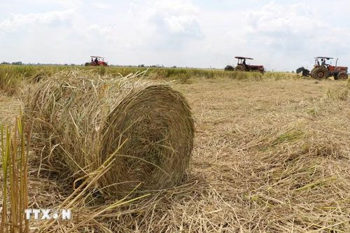 Rơm được máy cuộn trên cánh đồng sau mùa gặt. (Ảnh: Hồng Thái/TTXVN)