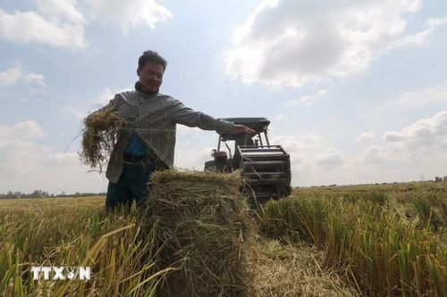 Người làm nghề cuộn rơm thuê thường làm việc trong thời tiết nắng nóng. (Ảnh: Hồng Thái/TTXVN)