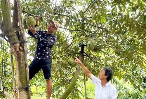 Nhà vườn Đồng bằng sông Cửu Long vào vụ thu hoạch sầu riêng.
