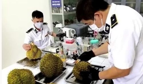 Kiểm nghiệm sầu riêng xuất khẩu.