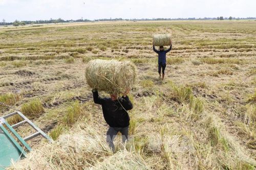Người lao động khuân vác rơm để tập trung lên xe. Ảnh: Hồng Thái - TTXVN