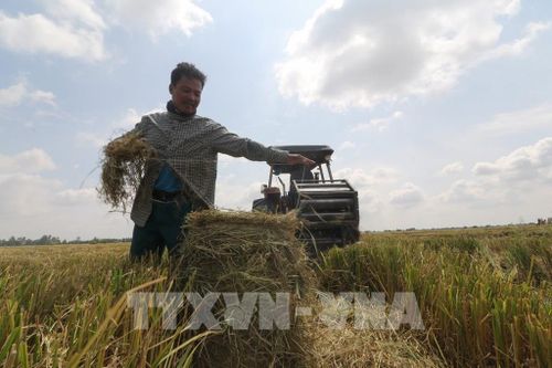 Người làm nghề cuộn rơm thuê thường làm việc trong thời tiết nắng nóng. Ảnh: Hồng Thái - TTXVN