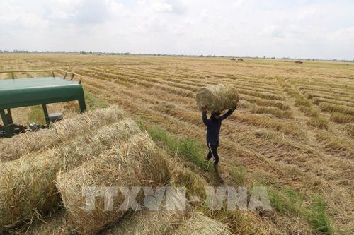 Người lao động khuân vác rơm tập trung lên xe. Ảnh: Hồng Thái - TTXVN
