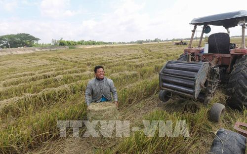 Rơm sau khi được cuộn nặng khoảng 20 - 30 kg. Ảnh: Hồng Thái - TTXVN