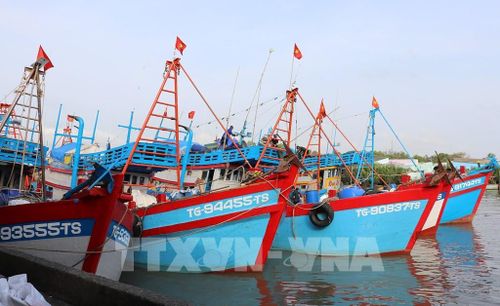 Đội tàu có công suất lớn đủ sức vươn ra khai thác các ngư trường xa như Côn Đảo, Trường Sa, DK1. Ảnh: Hữu Chí - TTXVN