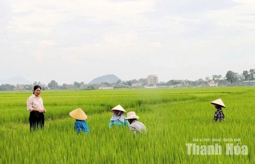 Chị Đặng Thị Hoan, Bí thư chi bộ thôn Bái Trại, xã Yên Định thăm tình hình sản xuất nông nghiệp của bà con nông dân.