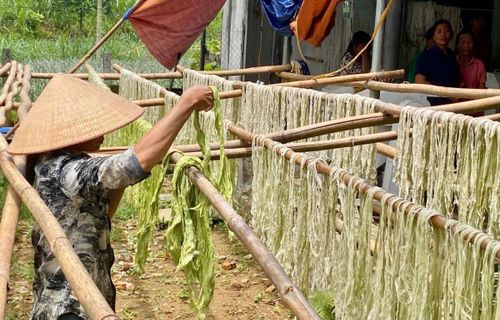 Sợi tơ lá dứa có độ mảnh, dai và mềm, phù hợp để phát triển các sản phẩm xanh. Ảnh: Nguyễn Thuấn.