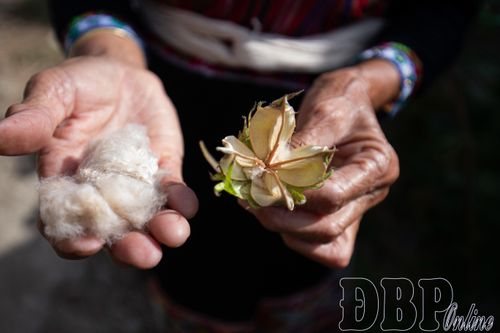 Bông thu hoạch để xe sợi và nhuộm chàm. 