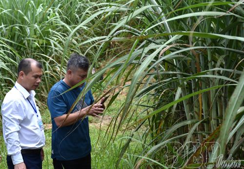 Hiện nay, xã Sín Thầu đang thực hiện các quy trình, thủ tục đăng ký thương hiệu cho sản phẩm mía trên địa bàn.