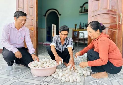  Ông Phan Đức Quang (giữa) cùng vợ phân loại trứng vịt trước khi thương lái đến thu mua. Ảnh: D.Đ 