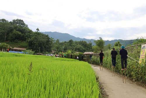 Du khách trải nghiệm kỹ thuật đi cà kheo tại thôn Mường Kem, qua khu vực cánh đồng và đường dạo, mang đến trải nghiệm thú vị, gần gũi với đời sống văn hóa địa phương.