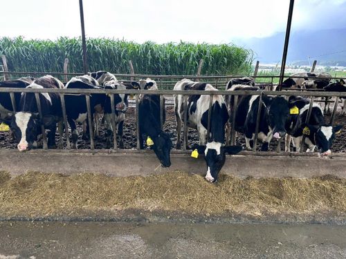 Khu vực trang trại, doanh nghiệp trong toàn tỉnh dự kiến đạt 15.880 con bò sữa vào năm 2030, tương ứng tỷ lệ tăng bình quân 10,8% năm