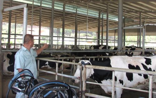 Ngành chăn nuôi tỉnh ưu tiên phát triển giống bò sữa Holstein Friesian thuần chủng có năng suất, chất lượng sữa cao