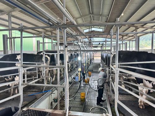 Thu hoạch sữa bằng thiết bị công nghệ của châu Âu