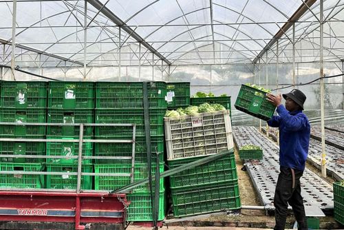 Thu hoạch nông sản công nghệ cao