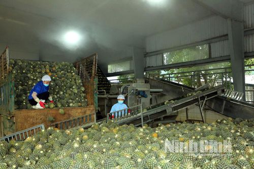 Dây chuyền sản xuất các sản phẩm dứa của Công ty cổ phần Thực phẩm xuất khẩu Đồng Giao.