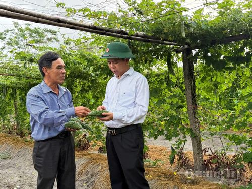 Kiểm tra chất lượng quả mướp đắng nhằm định hướng mở rộng diện tích sản xuất an toàn - Ảnh: L.A