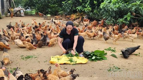 Chăn nuôi gà Tiên Yên giúp nhiều hộ dân tại vùng đồng bào dân tộc thiểu số, miền núi, biên giới Quảng Ninh thoát nghèo. Ảnh: T.D