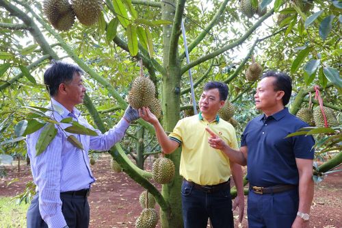 Mô hình trình diễn sầu riêng tại Krông Pắc (Đắk Lắk) tăng trên 10% lợi nhuận và trên 8% năng suất đồng thời giảm chi phí. Ảnh: Phân bón Cà Mau 
