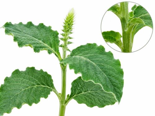 Thân và lá cây cỏ xước có tác dụng thanh nhiệt giải độc, lợi niệu thông lâm, hoạt huyết khứ ứ. Ảnh AI.