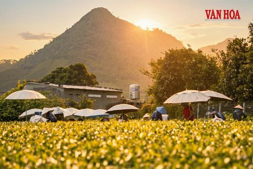 Những người dân cần mẫn thu hái chè trong ánh nắng thời điểm cuối ngày, phía xa xa sau núi rừng tạo nên bức tranh lao động bình dị, giàu sức gợi