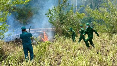 Vụ cháy gây thiệt hại khoảng 10ha cây bạch đàn từ 2 đến 4 năm tuổi. (Ảnh: Ngọc Lân).