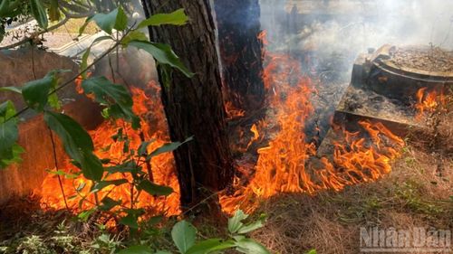 Khoảng 12 giờ 35 phút cùng ngày, một vụ cháy xảy ra tại diện tích rừng đặc dụng do Công ty Trách nhiệm hữu hựn Nhà nước một thành viên Lâm nghiệp Tiền Phong quản lý. Khu vực này hiện trạng là rừng thông. (Ảnh: Phường An Cựu)
