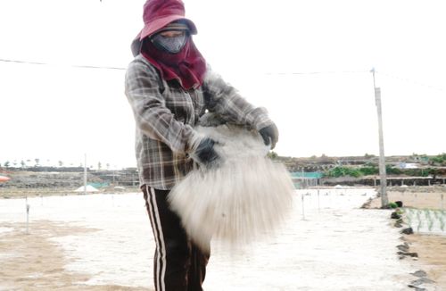 Sau khi làm lại đất, người dân phủ lên lớp cát biển để giữ ẩm các ruộng hành, tỏi