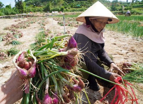 Vụ mùa ở đảo núi lửa cổ Lý Sơn đang đối mặt nhiều thách thức về thị trường, môi trường sinh thái