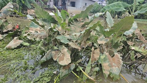 Bà Nguyễn Thị Thái, thôn Phú Cốc cho biết đợt mưa lũ này ít gây thiệt hại về tài sản trong nhà do người dân đã có sự chuẩn bị. Tuy nhiên, hầu hết hoa màu, nhất là lúa vừa trổ đòng có nguy cơ mất trắng do ngập sâu kéo dài.