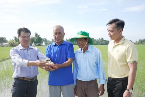 Ông Lê Văn Trạng (Tây Ninh) học hỏi "Bí kíp vàng" từ Phân bón Cà Mau trong canh tác lúa.
