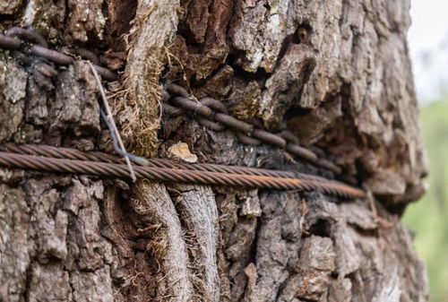Các dây xích và dây cáp đã dính chặt vào vỏ cây. Ảnh: SavATree