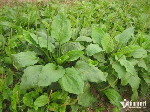 Cây mã đề hỗ trợ đào thải sỏi tiết niệu nhẹ. Ảnh: N.Huyền