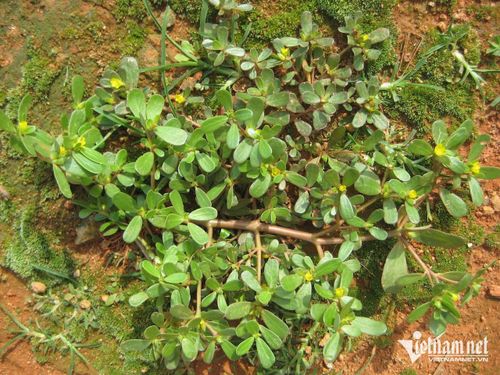 Cây rau sam lợi tiểu. Ảnh: N. Huyền