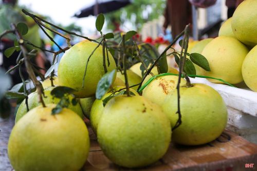 Những quả bưởi còn nguyên cuống lá