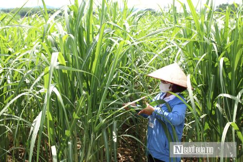 Việc chăm sóc mía vất vả hơn nhưng mang lại giá trị kinh tế cao hơn các nông sản khác. 