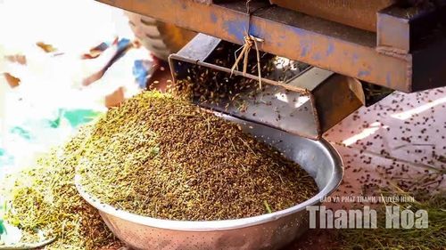 Khi chín, vỏ hạt lúa có màu sắc giống hạt cau, tạo nên tên gọi đặc biệt của giống nếp này.