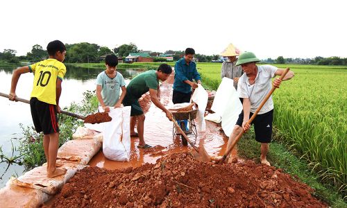 Ông Nguyễn Văn Hanh (ngoài cùng bên phải), thôn Hòa Bình huy động cả nhà đắp bờ chống tràn bảo vệ lúa.