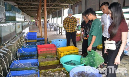 Du khách lựa chọn hải sản tươi sống trước khi chế biến món ăn tại quán.