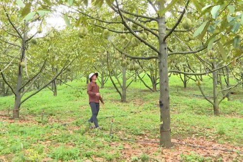 Sản phẩm sầu riêng đạt tiêu chuẩn OCOP của gia đình anh K’Thiện