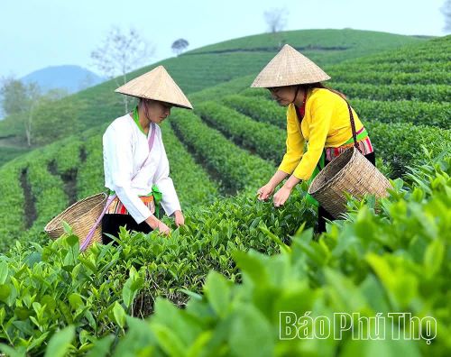 Thành viên HTX Sản xuất chè an toàn Long Cốc thu hái chè tại vùng nguyên liệu của HTX.