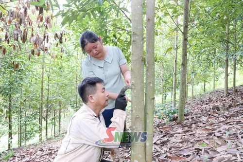 Cán bộ xã Mường Khiêng hướng dẫn người dân kỹ thuật khai thác vỏ quế.
