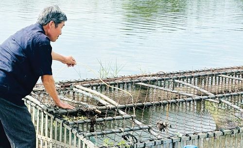 Đặt ống sục khí vào lồng nuôi cá để tạo ôxy.