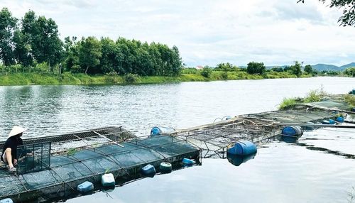 Lồng nuôi dày đặc, sát nhau cũng là nguyên nhân dẫn đến cá chết hàng loạt.
