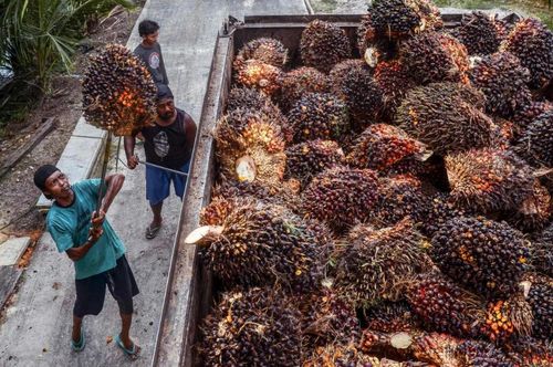 Indonesia từng đưa vào vận hành một thị trường dầu cọ giao ngay thông qua Sở Giao dịch Hàng hóa và Phái sinh Indonesia từ năm 2023