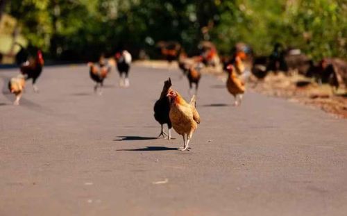 Với một số người, gà hoang là mối phiền toái. Nhưng với bà Kealoha Pisciotta, người am hiểu văn hóa Hawaii và hoạt động vì quyền động vật, chúng còn mang giá trị văn hóa.