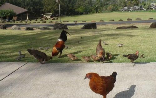Cuối thế kỷ 20, bão Iwa và Iniki phá hủy nhiều chuồng gà, "giải phóng" các đàn gà nhà ra môi trường. Đặc biệt trên đảo Kauai, nơi thiếu các loài săn mồi, chúng nhanh chóng thích nghi và phát triển mạnh.