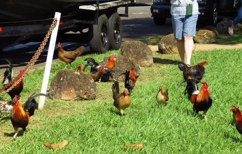 Nhà sinh học tiến hóa Eben Gering thuộc Đại học Nova Southeastern cho biết người Polynesia từng mang theo lợn, chó và các loài gia cầm nhỏ khi vượt đại dương tới Hawaii. Những con gà này thực chất là gà rừng đỏ, tổ tiên hoang dã của gà hiện đại.